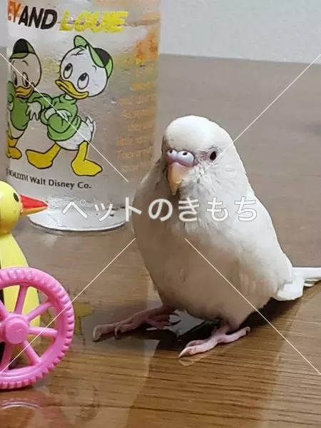 迷子鳥の画像