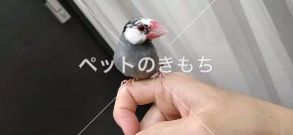 保護鳥の画像