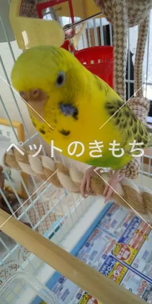 迷子鳥の画像