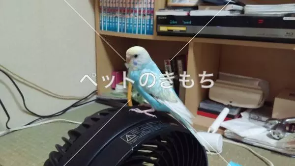 迷子鳥の画像