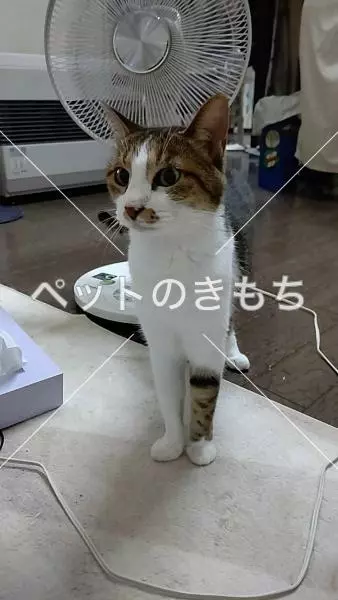 迷子猫の画像