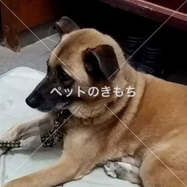 迷子犬の画像