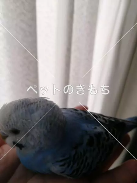 コメント投稿の画像