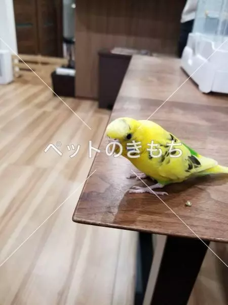 迷子鳥の画像