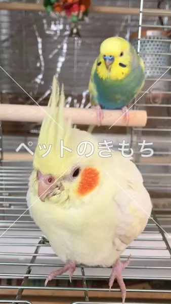 迷子鳥の画像