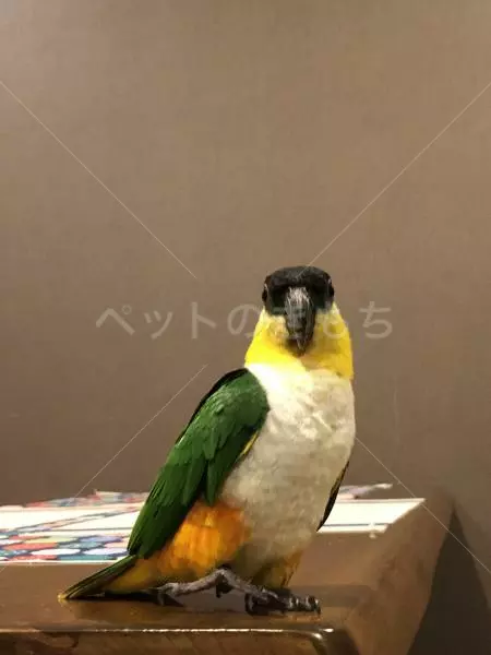 迷子鳥の画像