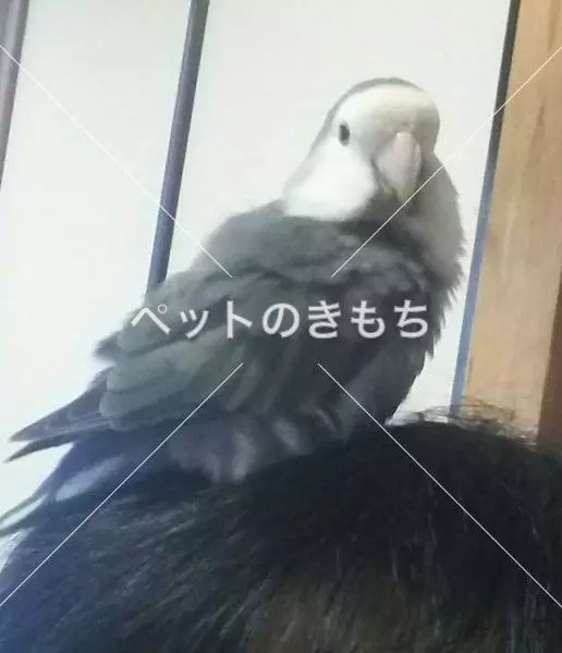迷子鳥の画像