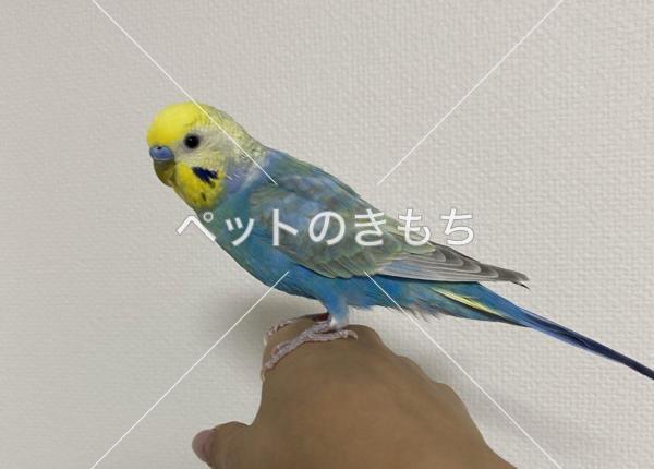 迷子鳥の画像