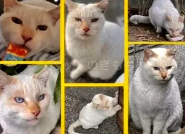 迷子猫の画像
