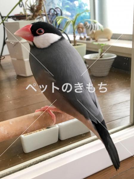 迷子鳥の画像