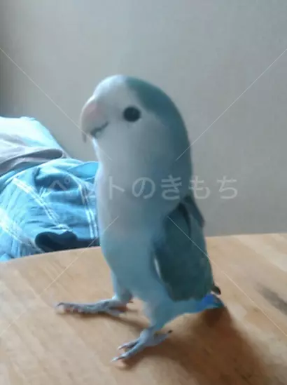 迷子鳥の画像
