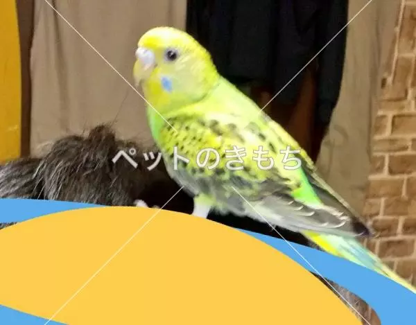 迷子鳥の画像