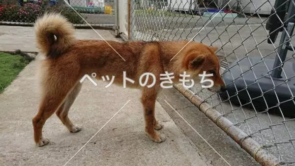 迷子犬の画像