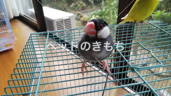 迷子鳥の画像