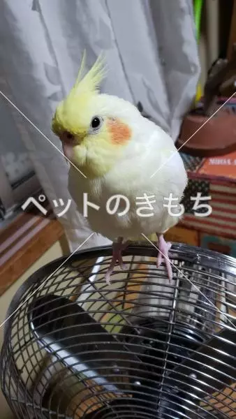 迷子鳥の画像