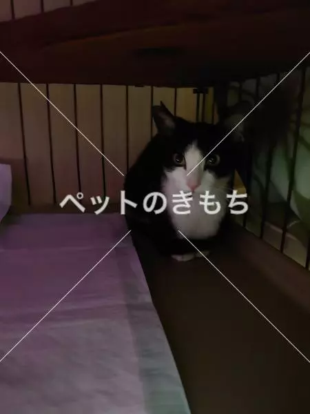 保護猫の画像