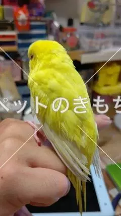 迷子鳥の画像