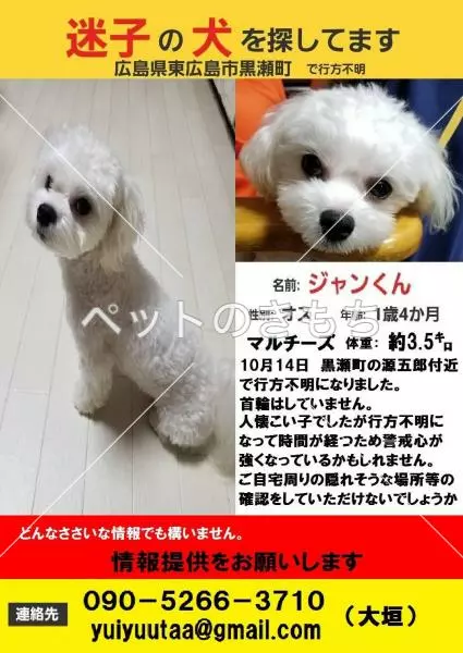 迷子犬の画像