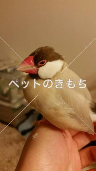 迷子鳥の画像