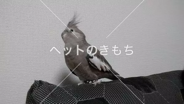 迷子鳥の画像