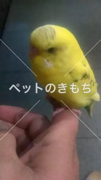 迷子鳥の画像