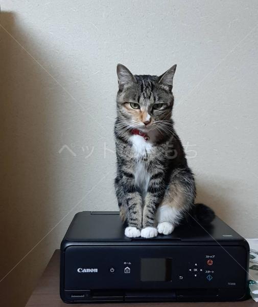 迷子猫の画像