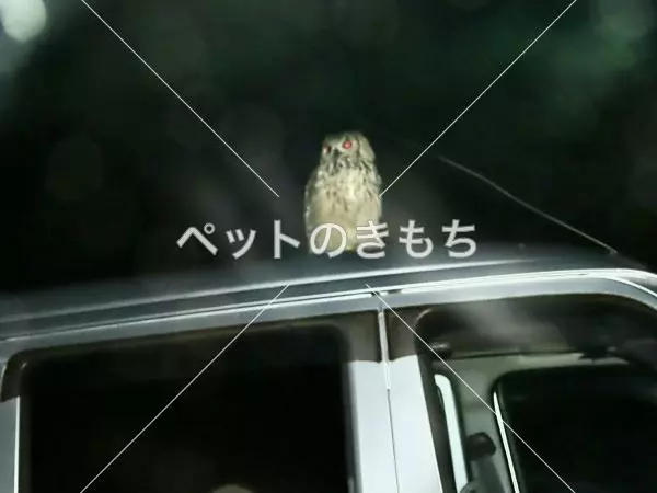 コメント投稿の画像