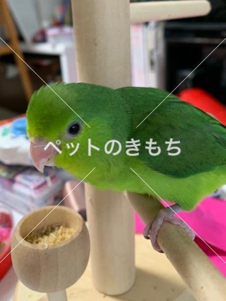 迷子鳥の画像