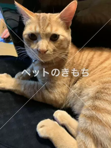 迷子猫の画像