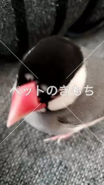迷子鳥の画像
