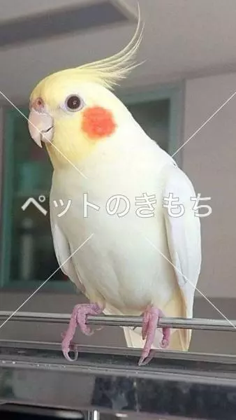 迷子鳥の画像