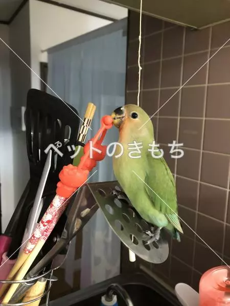迷子鳥の画像