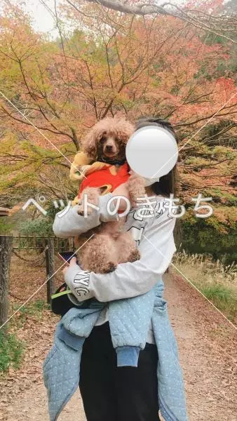 迷子犬の画像