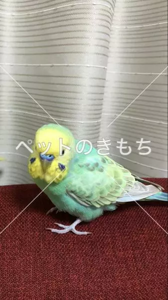 迷子鳥の画像