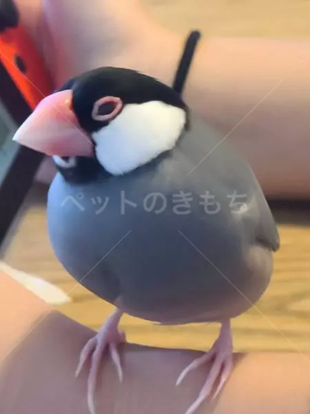迷子鳥の画像