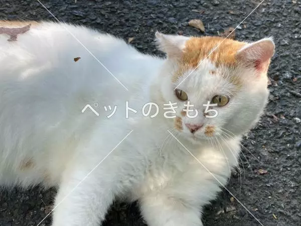 迷子猫の画像