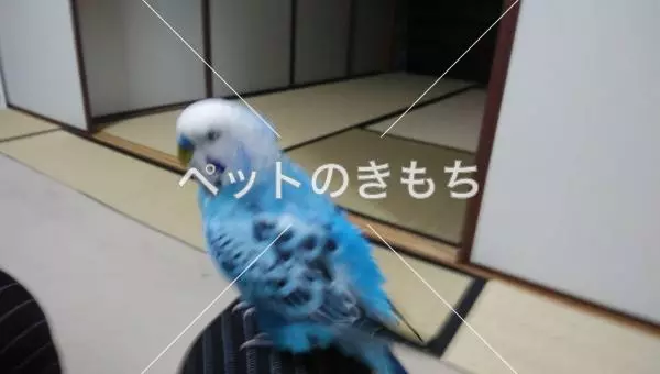 迷子鳥の画像