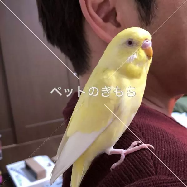 迷子鳥の画像