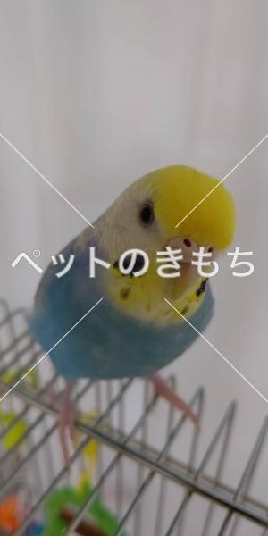 迷子鳥の画像