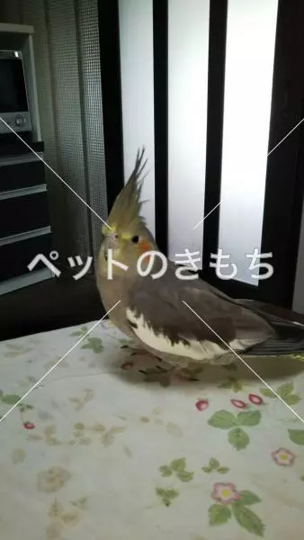 迷子鳥の画像