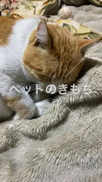 迷子猫の画像