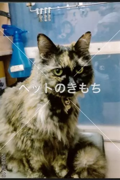 迷子猫の画像