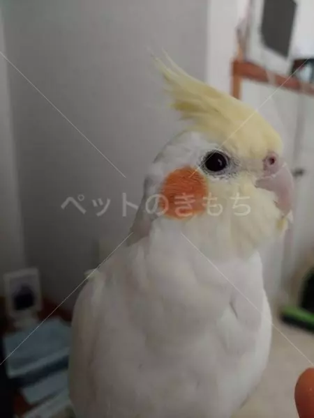 迷子鳥の画像
