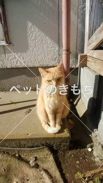 迷子猫の画像