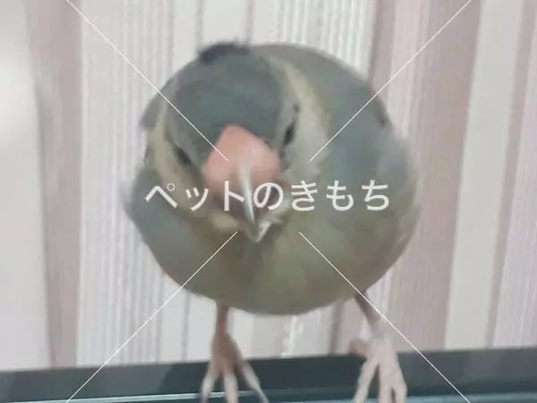 迷子鳥の画像