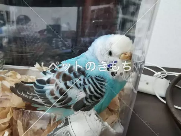 保護鳥の画像