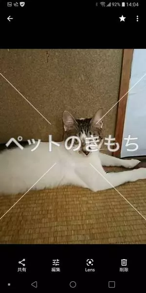 迷子猫の画像