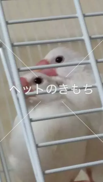 迷子鳥の画像