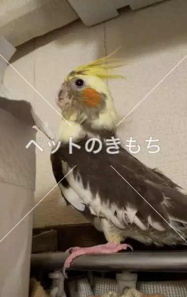 迷子鳥の画像