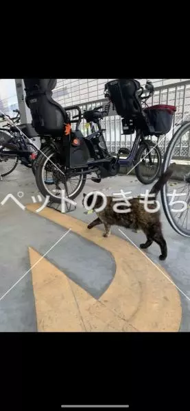 迷子猫の画像